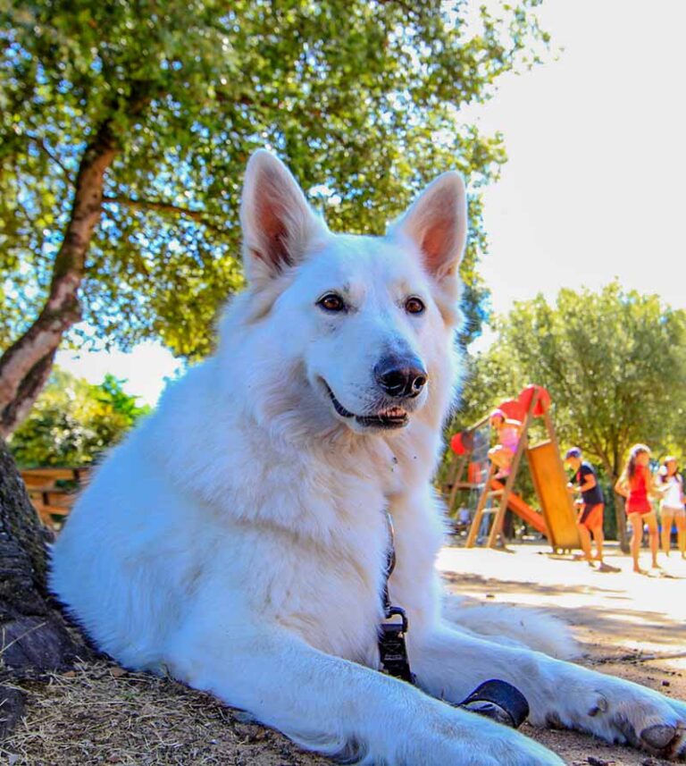 Animaux de compagnie Île de Ré camping Île Blanche