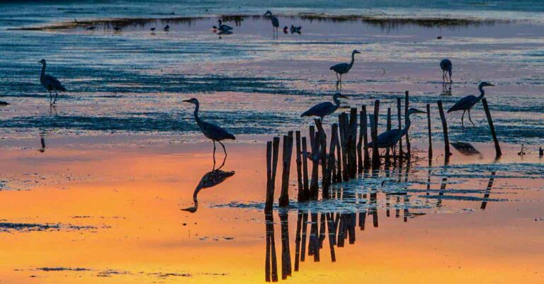 reserve ile de re lilleau des niges