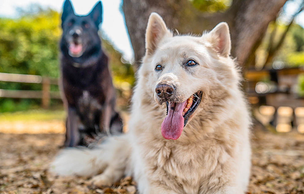 camping compañía de animales charente maritime