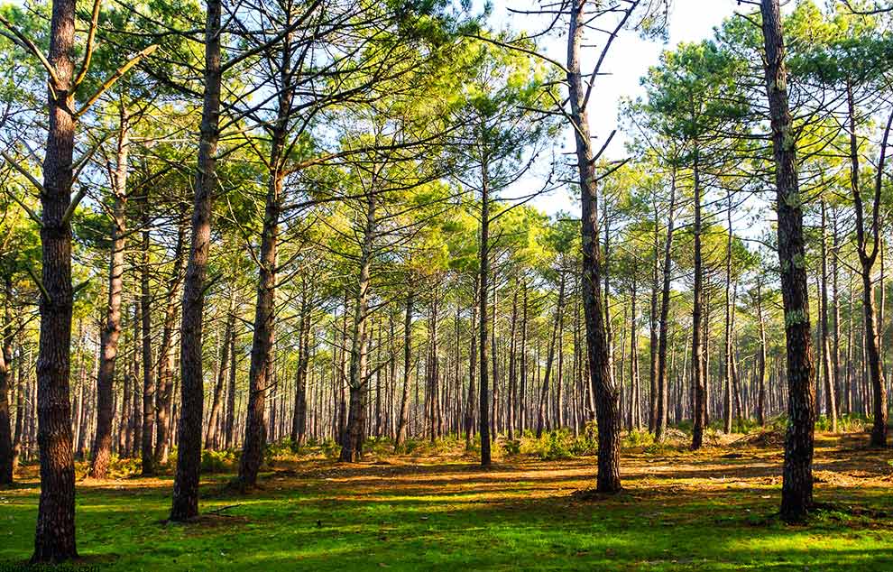 decouvrir foret de pins