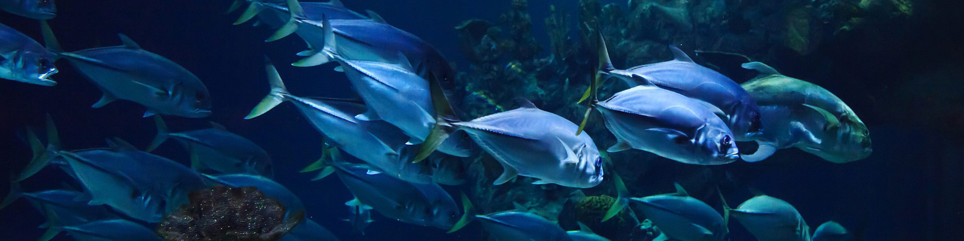 la rochelle aquarium decouverte