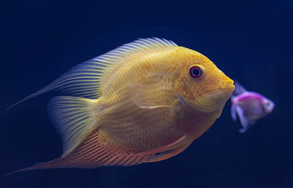 poissons aquarium re