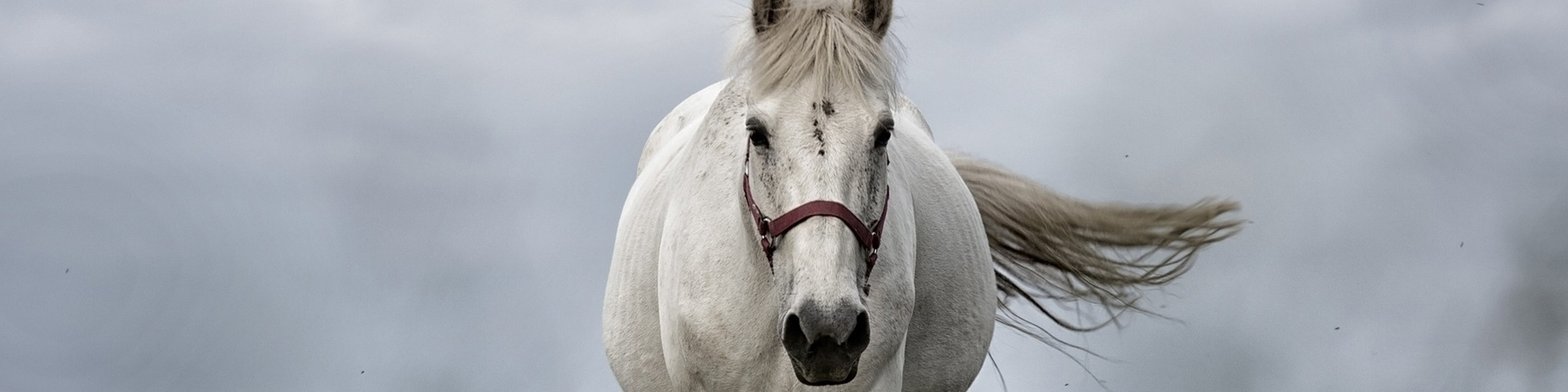 cheval balade ile de re