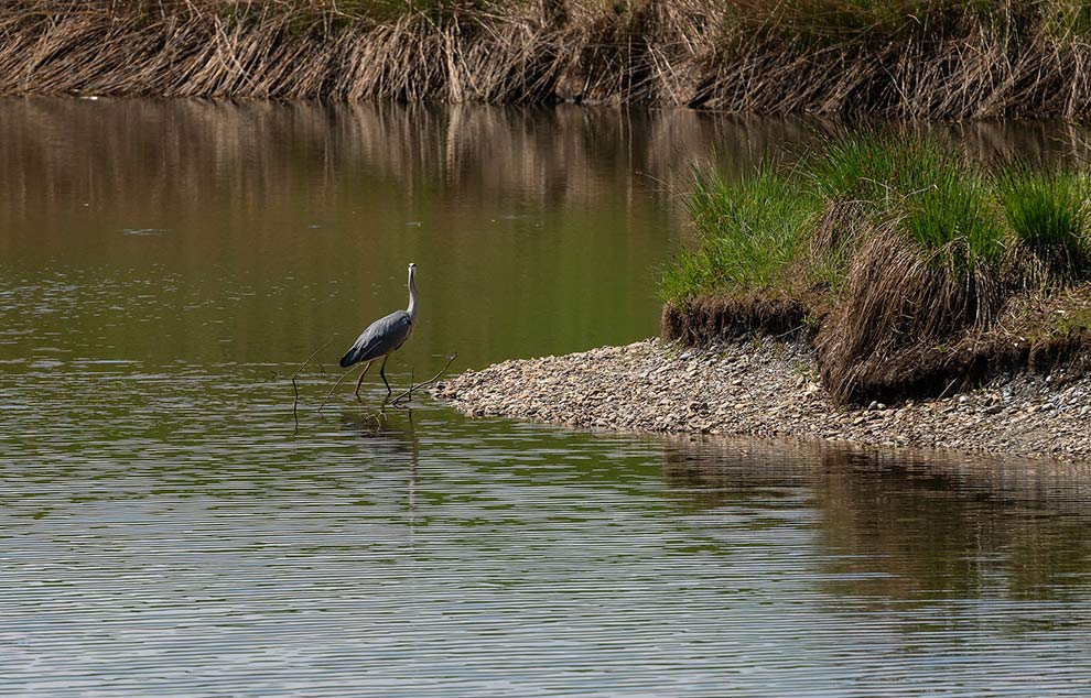 heron ornithologisches Reservat