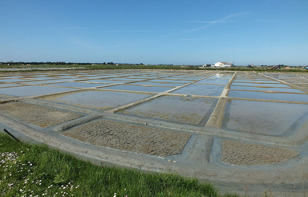 salt marshes ile de re