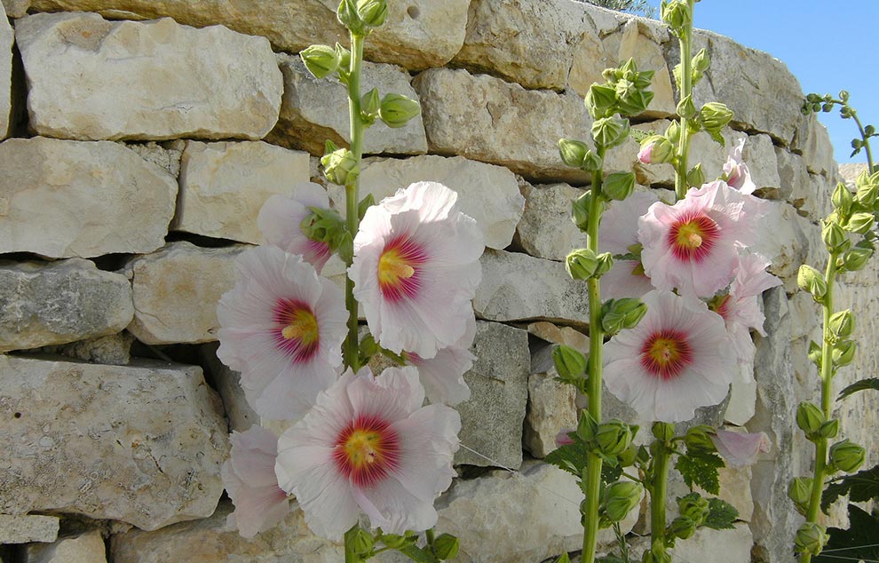 roses tremieres ile de re