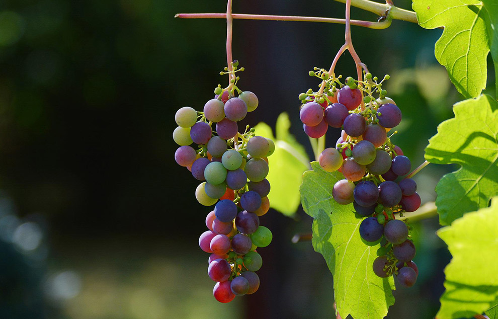 vignes ile de re