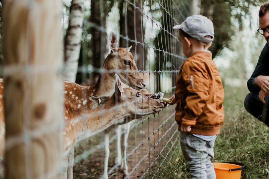 Découvrez les parcs animaux en Charente-Maritime