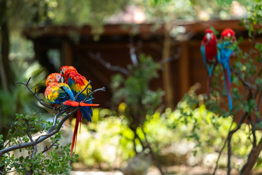 Découvrez le Zoo de la Palmyre