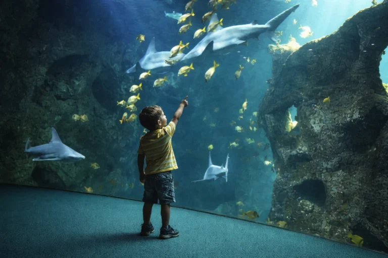 aquarium la rochelle guide complet
